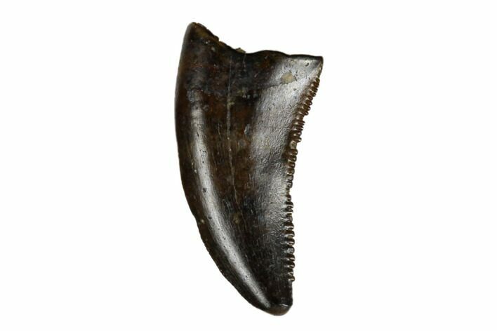 Theropod (Raptor) Tooth - Judith River Formation #185208